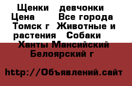 Щенки - девчонки › Цена ­ 2 - Все города, Томск г. Животные и растения » Собаки   . Ханты-Мансийский,Белоярский г.